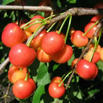 Черешня 'Аэлита' (Prunus avium 'Aelita')